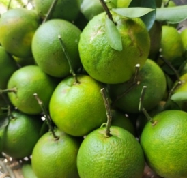 Cam xoàn Trà Vinh