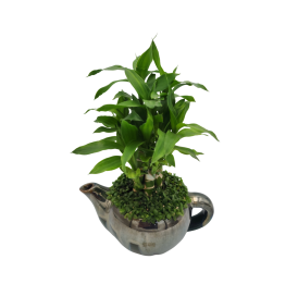 Phát tài chậu bình trà