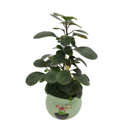 Sung chậu sứ cỏ may mắn