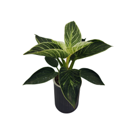 Trầu bà đế vương kim cương thủy sinh