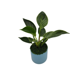 Trầu bà đế vương kim cương chậu sứ