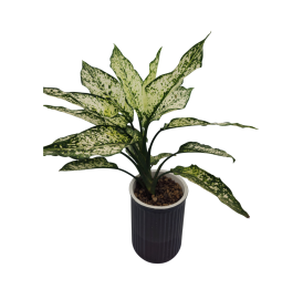 Cây phú quý chậu thủy sinh